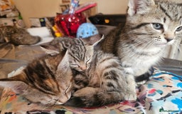 Mixed Breed cats for sale: Bengal cross kittens. 4 left!!! - Image 4