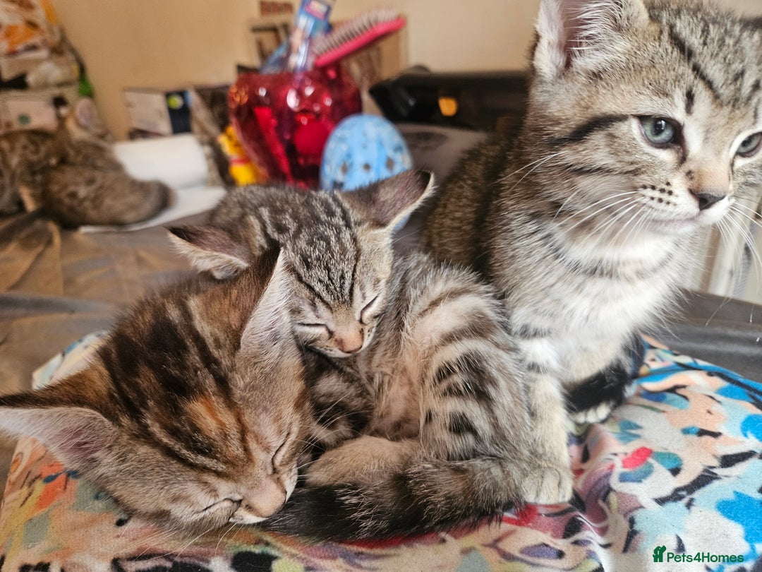 Mixed Breed cats for sale: Bengal cross kittens. 4 left!!! - Image 4