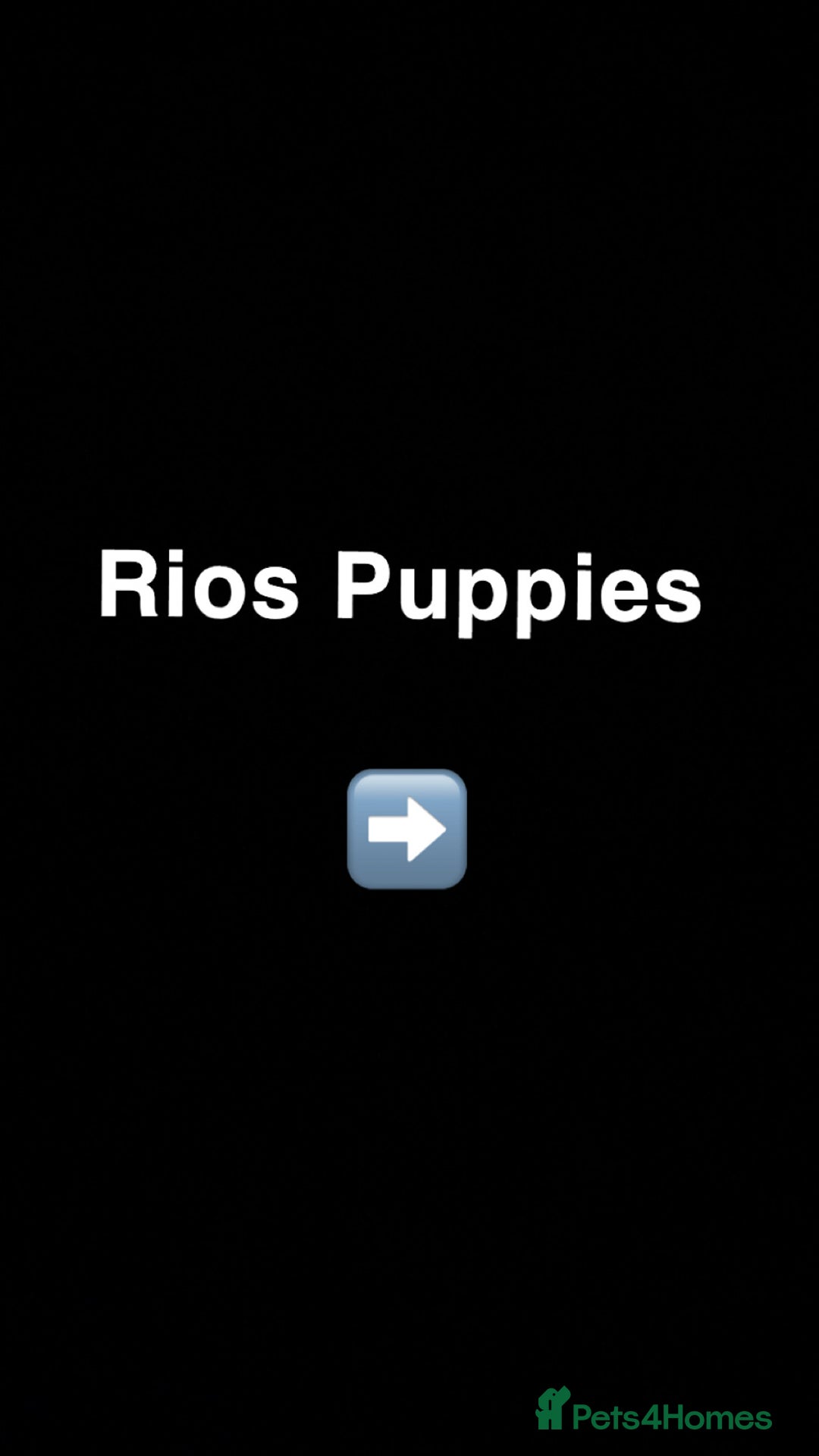 Staffordshire Bull Terrier dogs for stud: Quality STUD carries blue, red and tri gene  - Advert 10