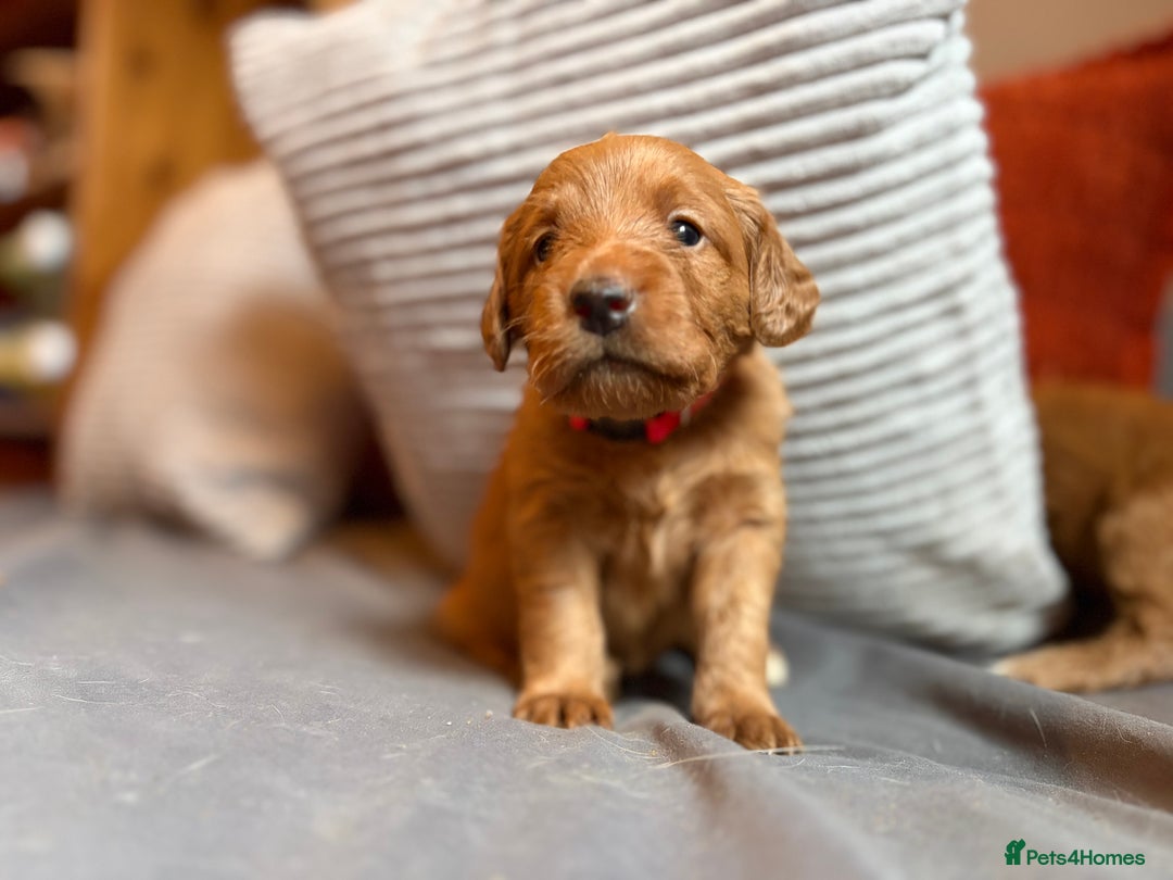 Labradoodle dogs for sale: Fox Red F1 Miniature Labradoodles  - Advert 27