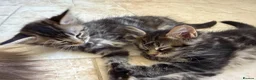 Maine Coon cats for sale: Maine coon cross kittens - Advert 12