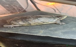 Turtle reptiles for sale: Turtle and setup - Image 12