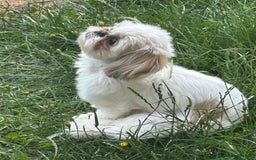 Shih Tzu dogs for sale: Pure Breed Female Shih Tzu for Re-Homing - Image 5