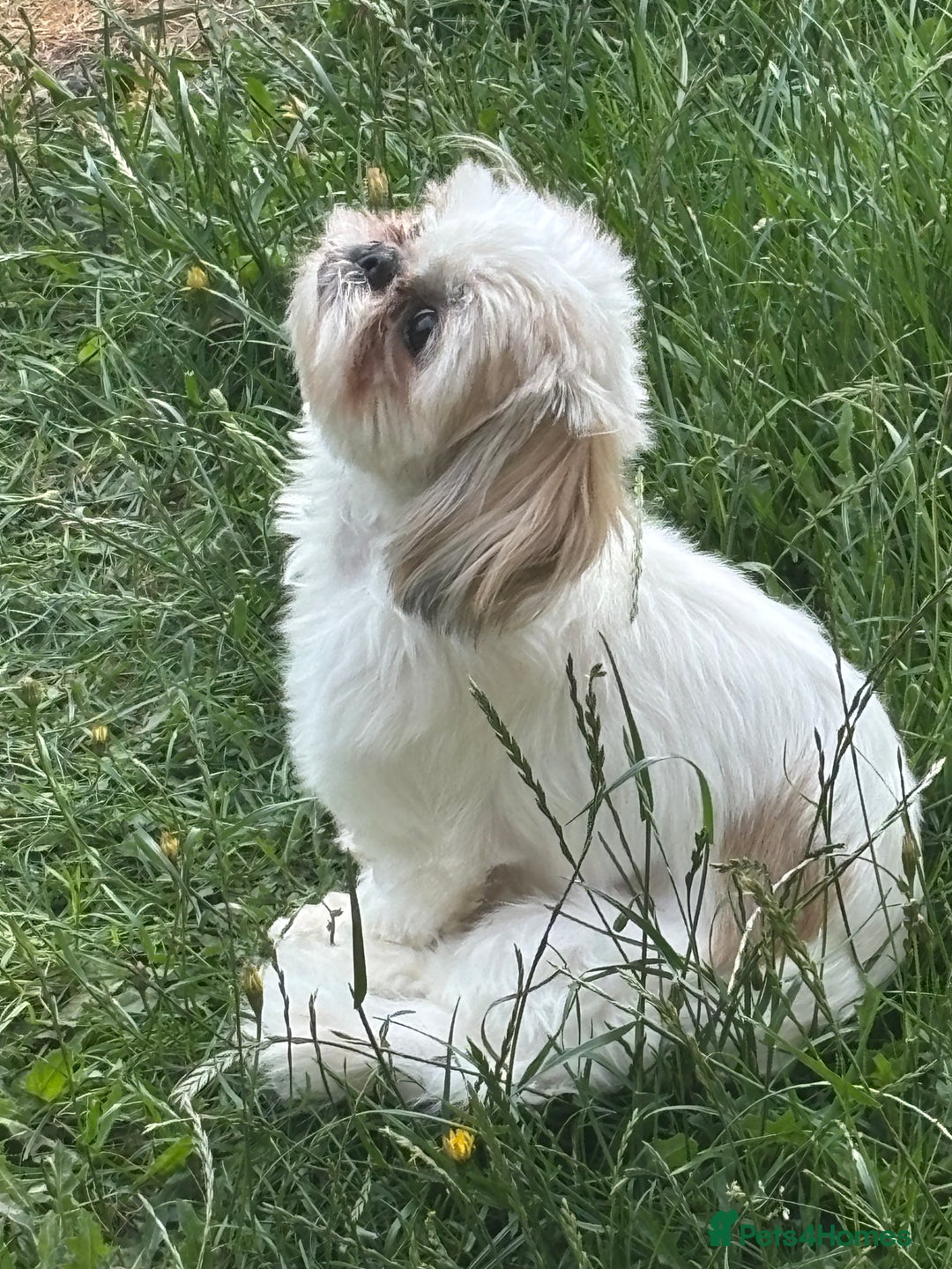 Shih Tzu dogs for sale: Pure Breed Female Shih Tzu for Re-Homing - Image 5