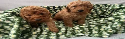 Cavapoo dogs for sale: Cavapoo puppy's  in Coventry - Advert 13