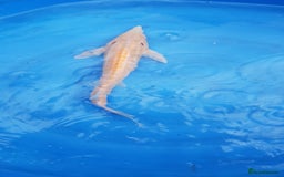 Other/Mixed Breed fish for sale: Albino sterlet  - Image 2