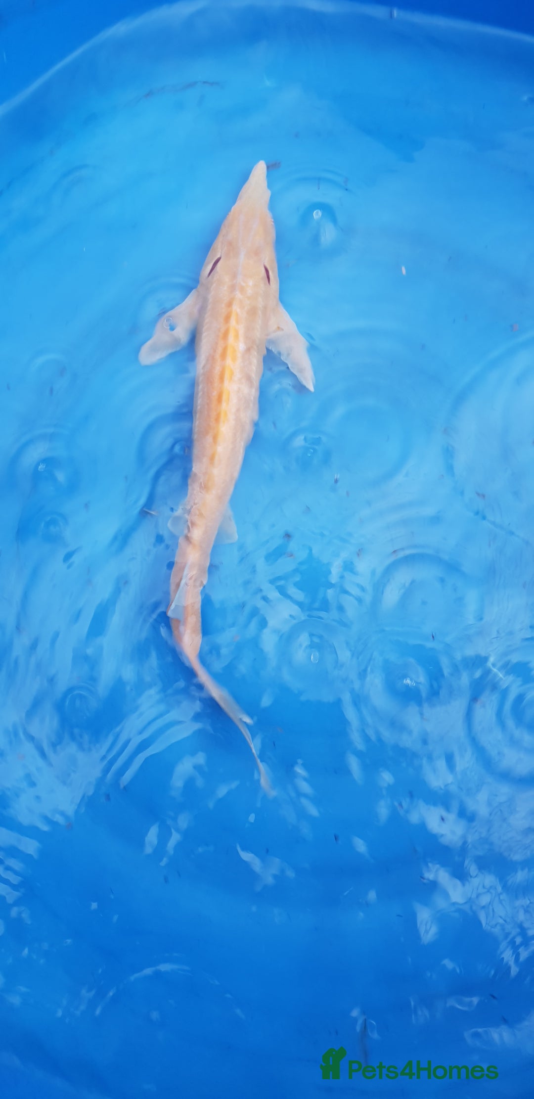 Other/Mixed Breed fish for sale: Albino sterlet  - Image 2