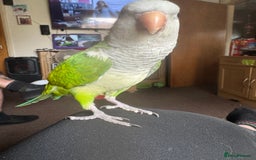 Parakeets birds for sale: Male Tame Quaker Parrot - Image 1