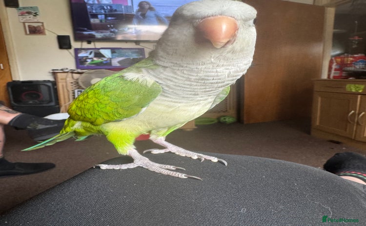 Parakeets birds - Advert 2