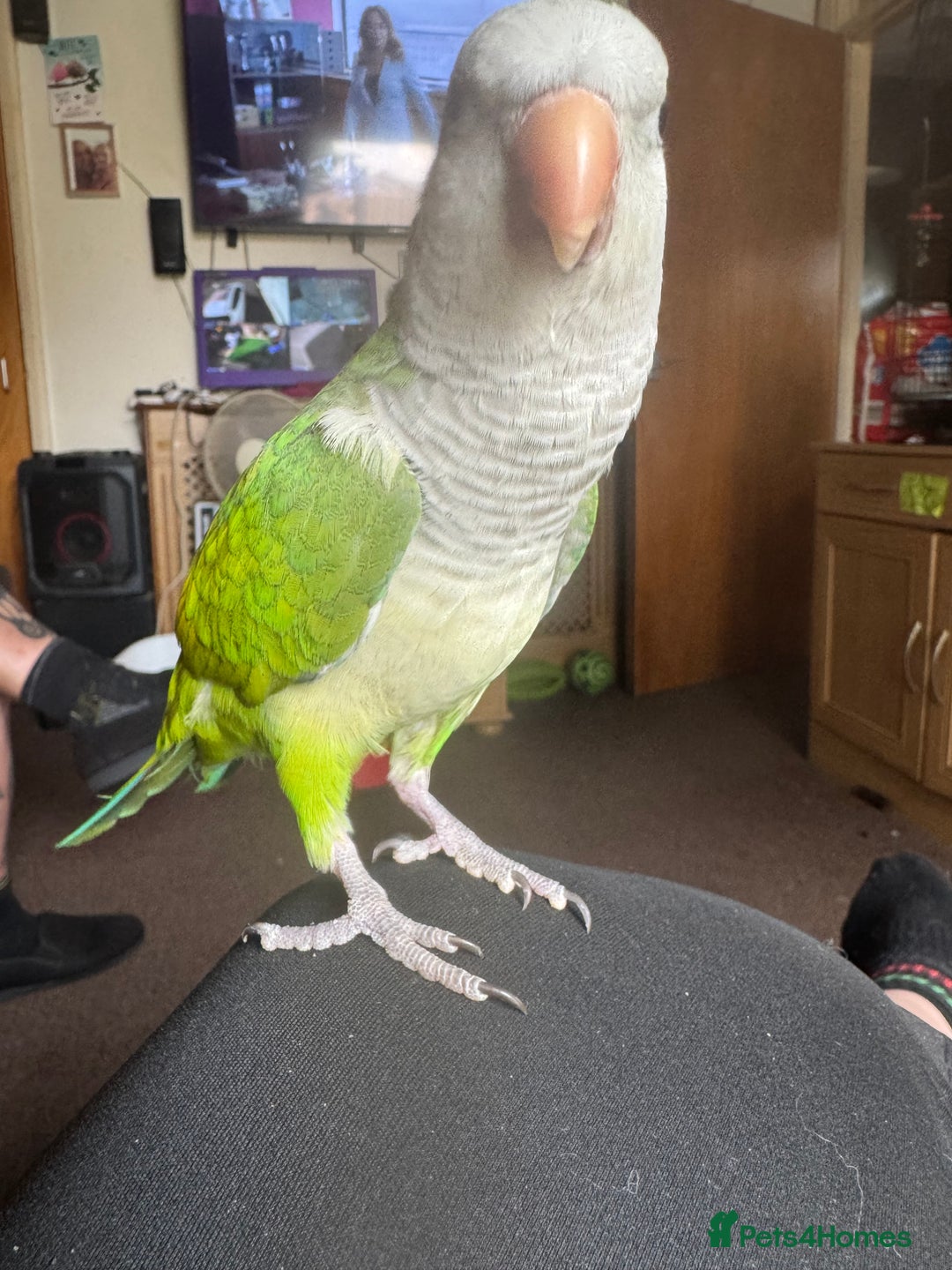 Parakeets birds for sale: Male Tame Quaker Parrot - Image 1