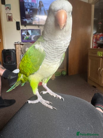Parakeets birds - Advert 16
