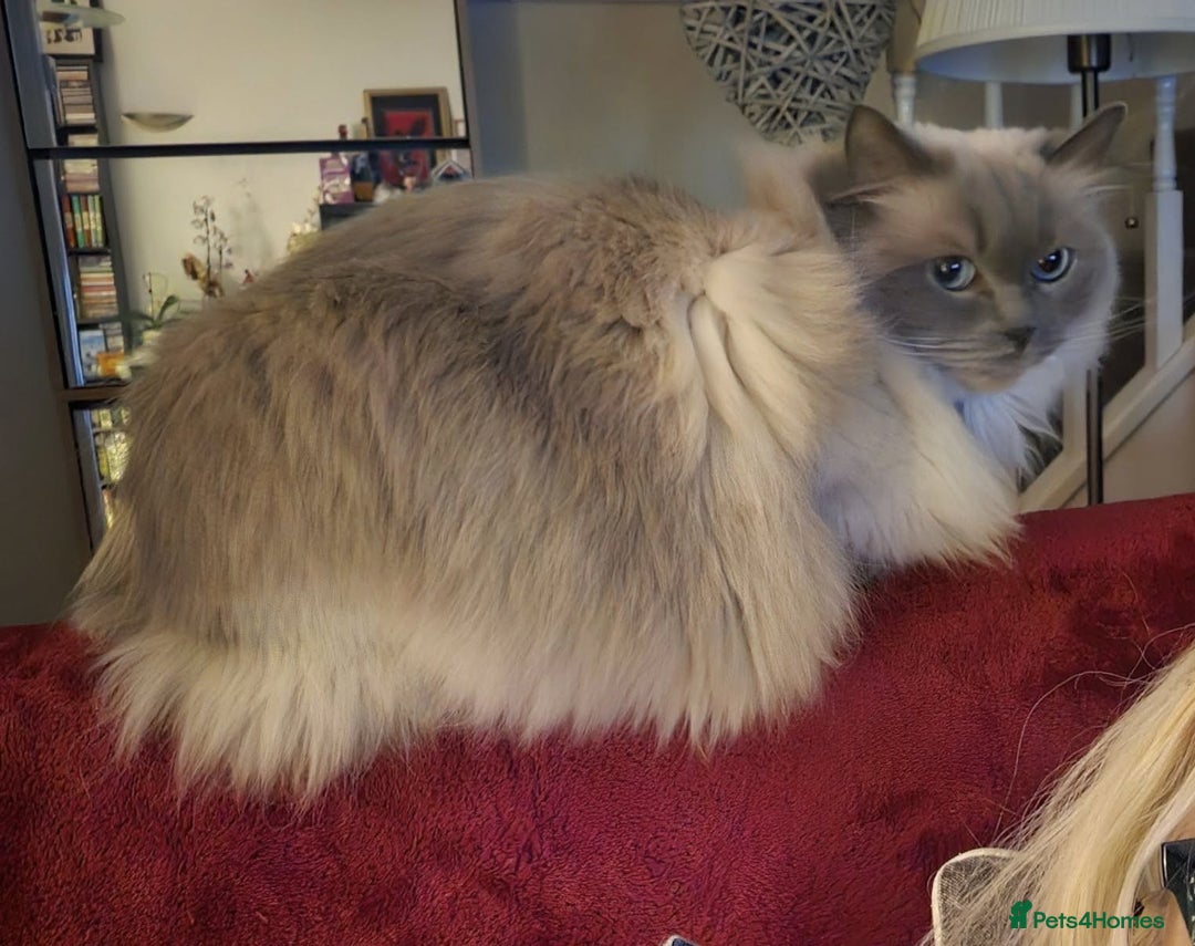 Ragdoll cats for sale: Pearl the Queen of Cats - Image 5