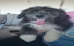 Pomchi dogs for sale: Pomchic pup  - Image 1