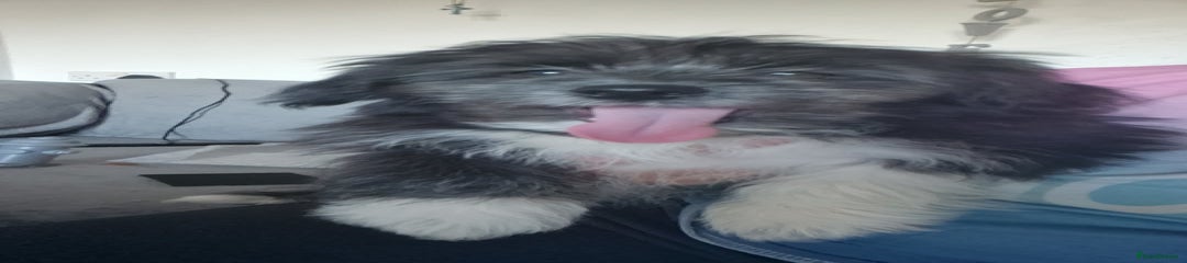Pomchi Puppy 1