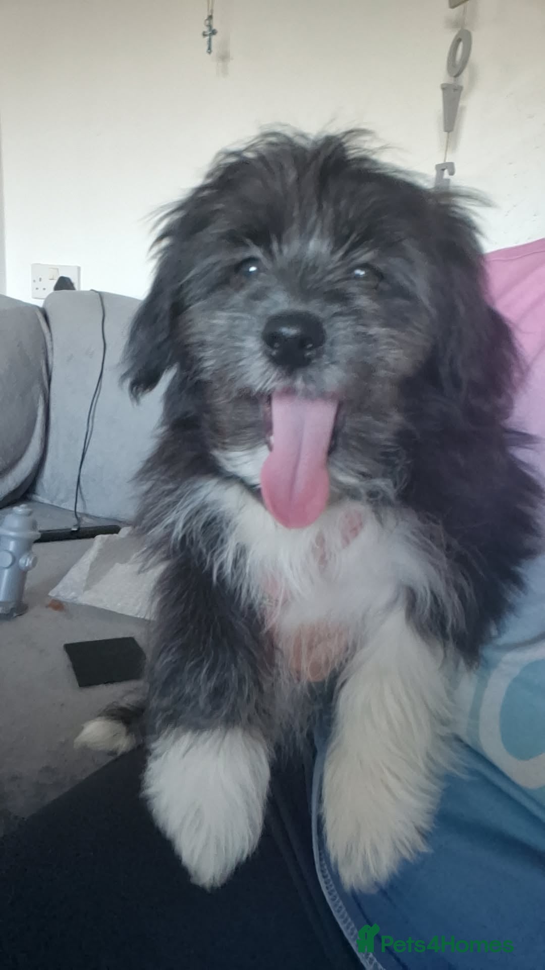 Pomchi dogs for sale: Pomchic pup  - Image 1