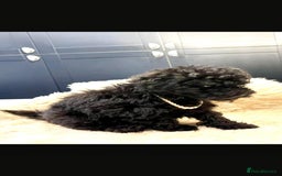 Toy Poodle dogs for sale: Quality pups from health tested parent's  - Image 15