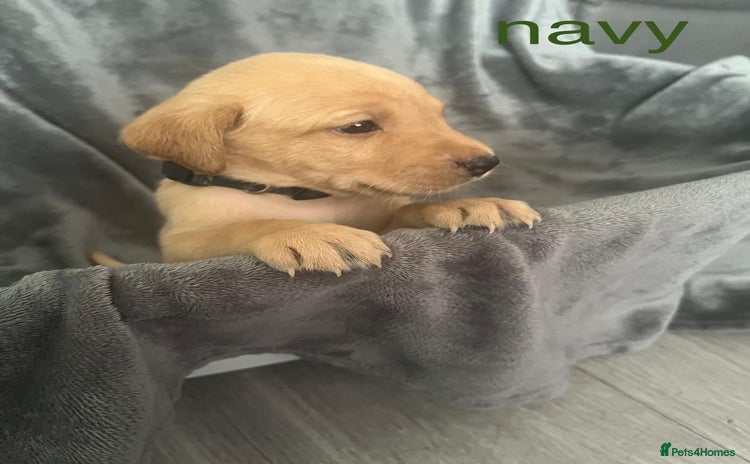 Labrador Retriever dogs - Advert 14