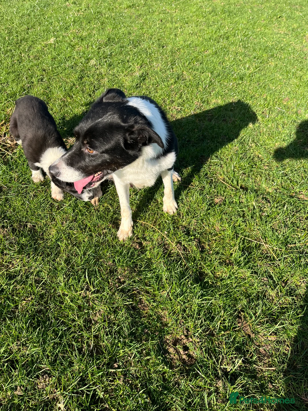 Mixed Breed dogs for sale: One beautiful Beardie x Collie  - Advert 2