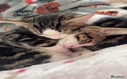 Mixed Breed cats for sale: X2 kitten brothers for rehome  - Image 2