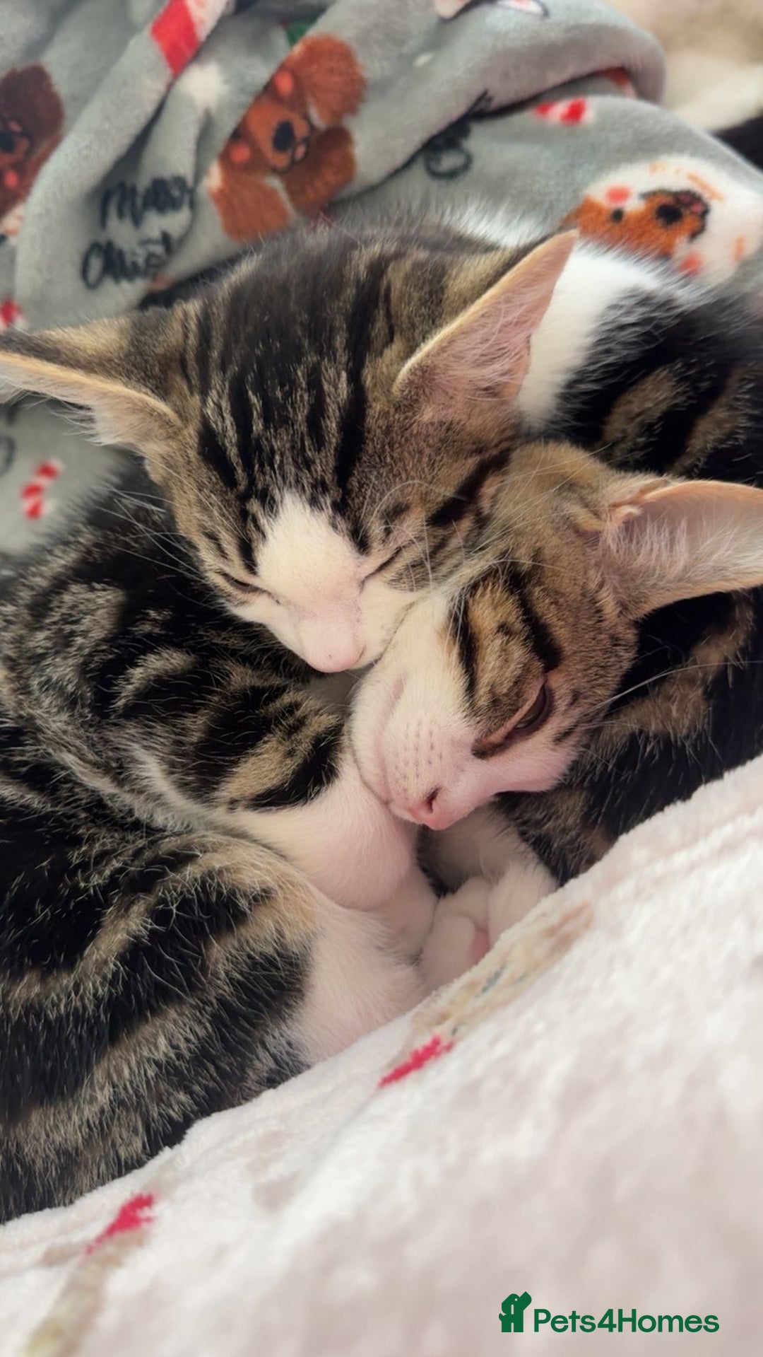 Mixed Breed cats for sale: X2 kitten brothers for rehome  - Image 2