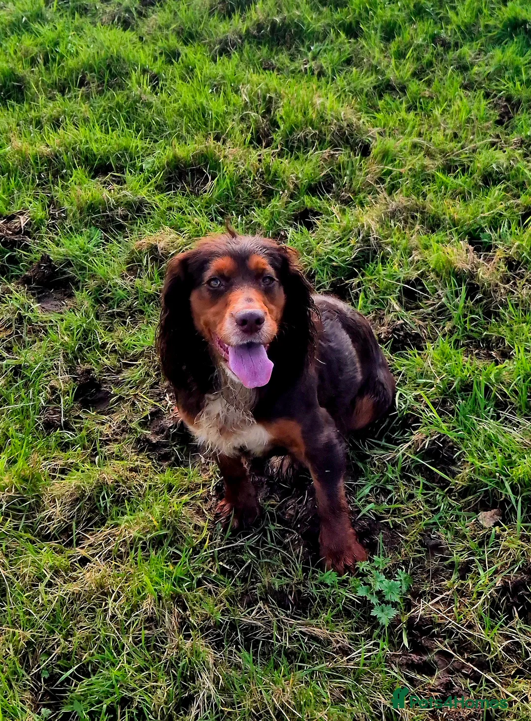 Cocker Spaniel dogs for sale: 2 beautiful KC registered working cocker spaniels - Advert 2