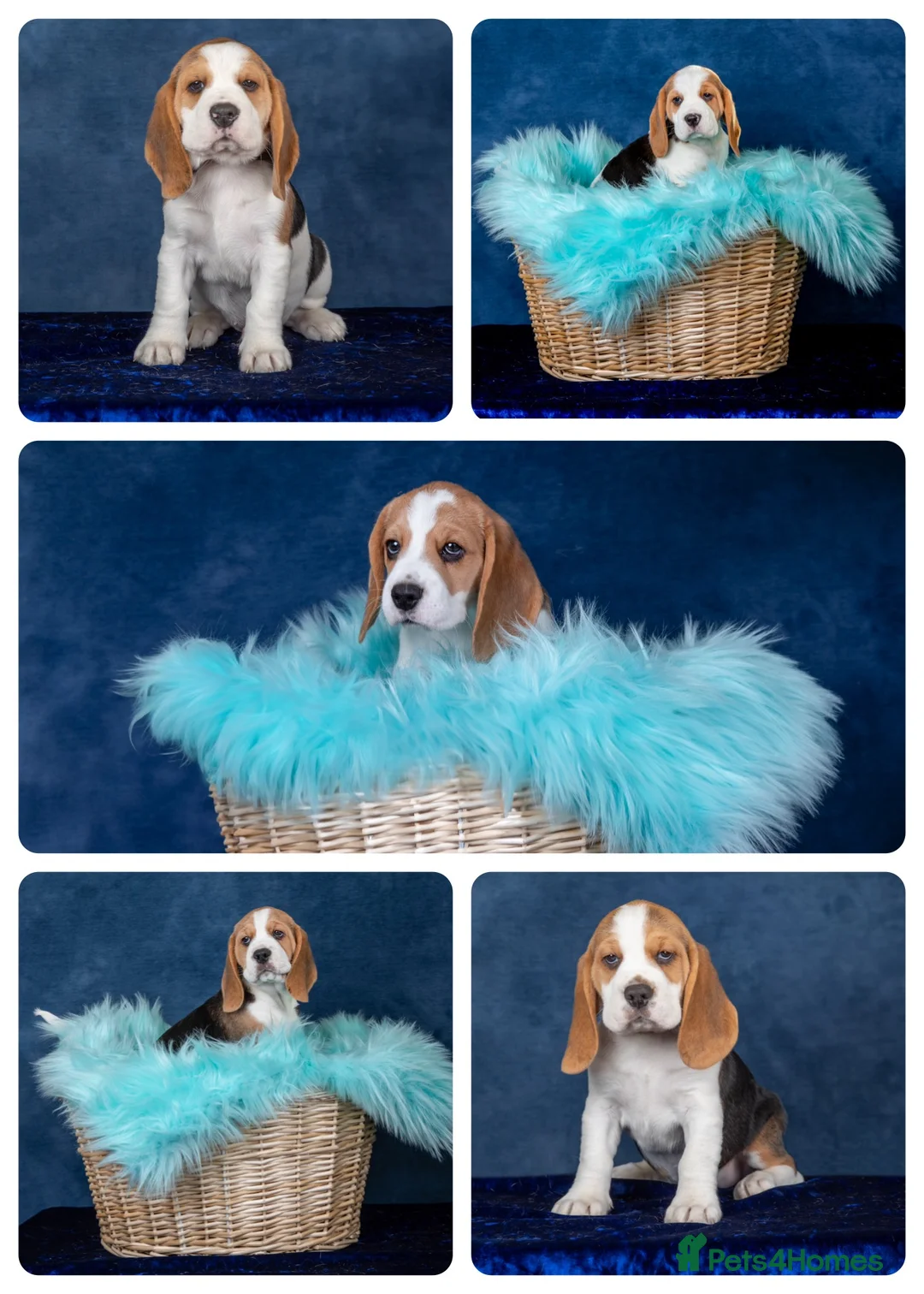 Beagle dogs for sale: CH Sired, Fully Health Tested, KC Reg, Beagle Pups - Advert 36