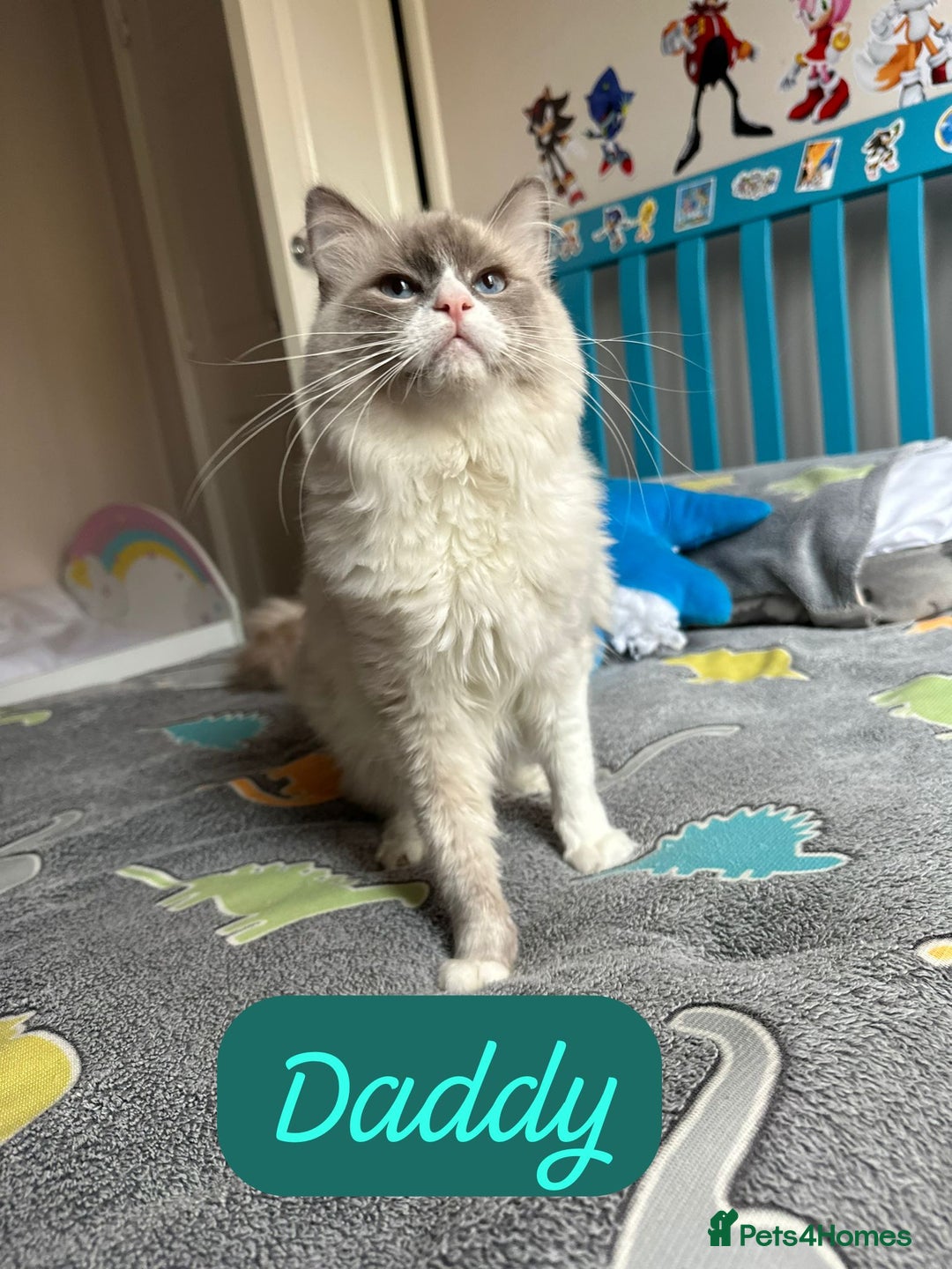 Ragdoll cats for sale: 📍1 FEMALE LEFT!🍼GCCF REGISTERED🐾 - Advert 21