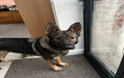 German Shepherd dogs for sale: Chunky GSD puppies from health tested parents  - Image 10