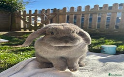 Mini Lop rabbits for sale: Bonnie is looking for a new home💓🎀 - Image 1