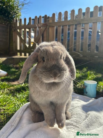Mini Lop rabbits - Advert 6