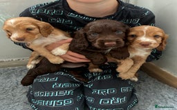 Cocker Spaniel dogs for sale: Beautiful cocker spaniels  - Image 11