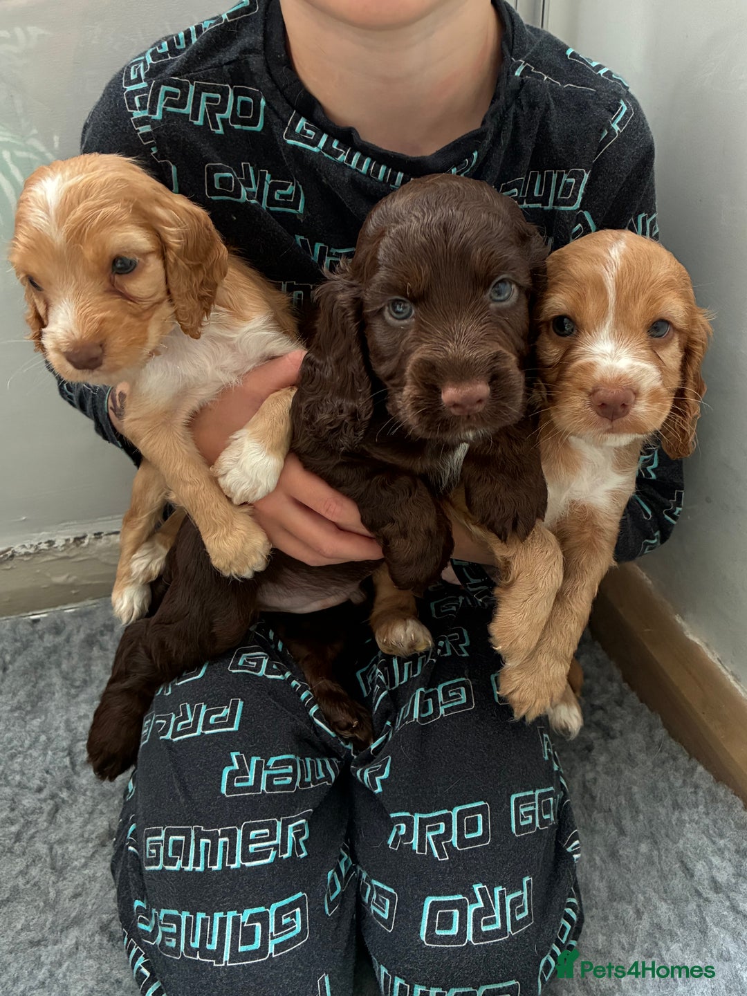 Cocker Spaniel dogs for sale: Beautiful cocker spaniels  - Image 11
