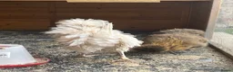 Chickens poultry for sale: Polish mix with frizzle cock 3 months old  - Advert 6