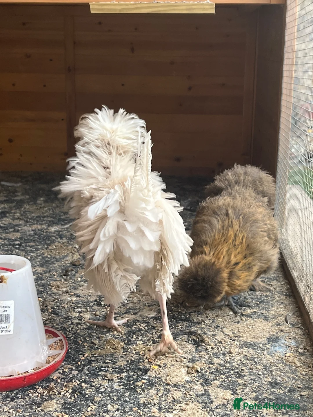 Chickens poultry for sale: Polish mix with frizzle cock 3 months old  - Advert 6