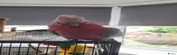 Cockatoo birds for sale: Cookie stupidly tame galah cockatoo  - Advert 5
