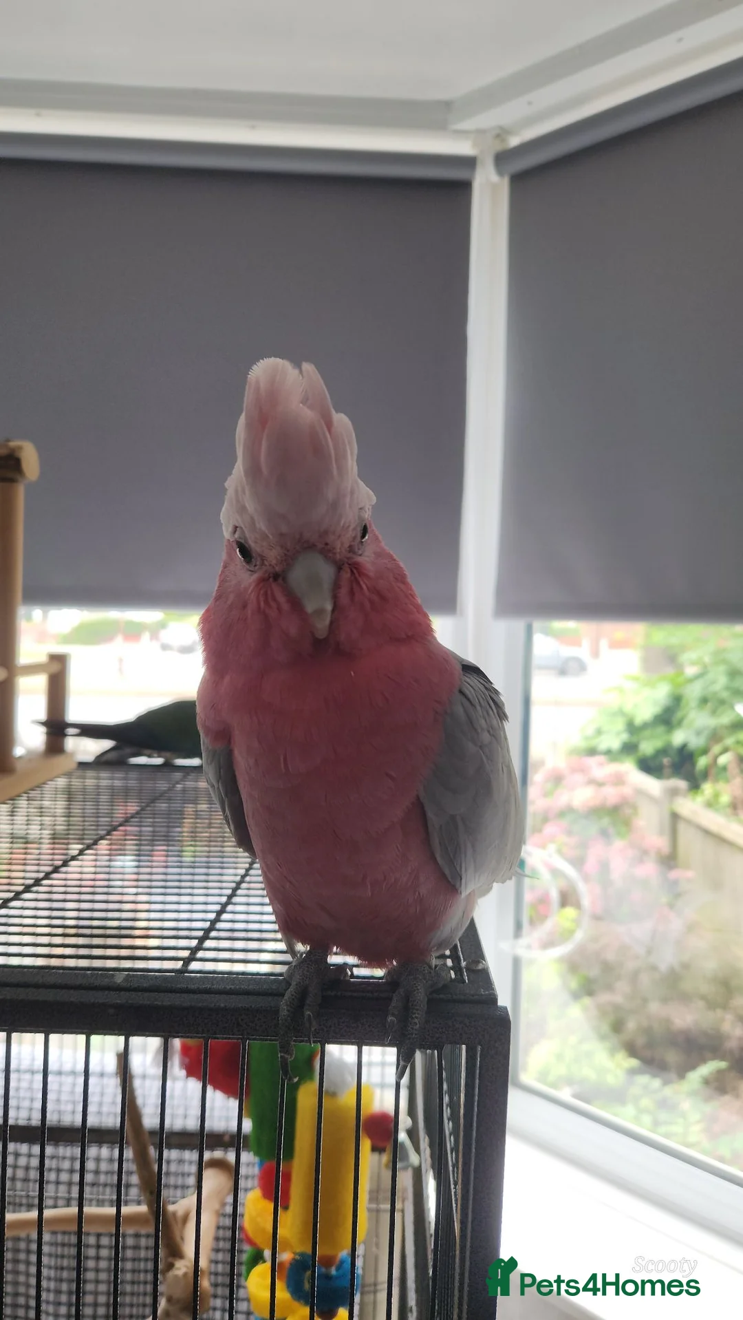 Cockatoo birds for sale: Cookie stupidly tame galah cockatoo  - Advert 5