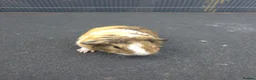 Guinea Pig rodents for sale: Guinea pigs - Advert 3