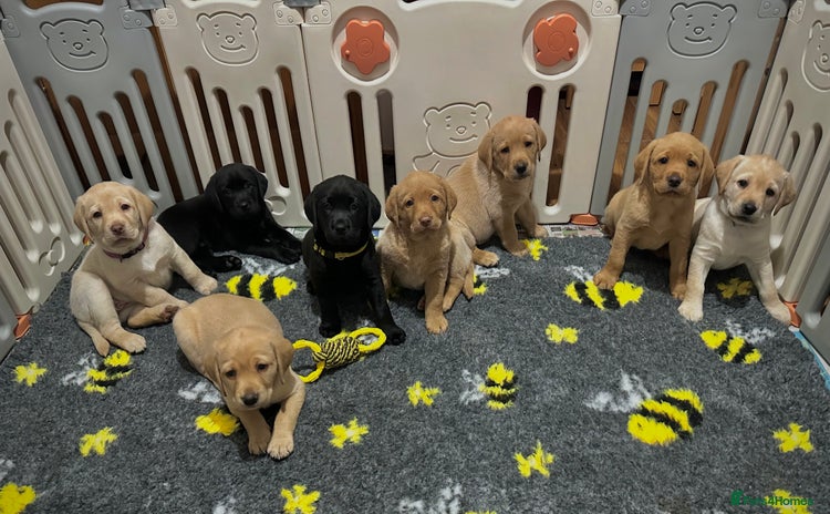 Labrador Retriever dogs - Advert 2