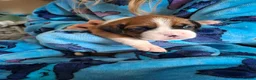 Boxer dogs for sale: Stunning Boxer Puppies in Cannock - Advert 21