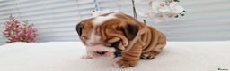 English Bulldog dogs for sale: Bulldog Pups Kennel Club Registered  - Advert 16