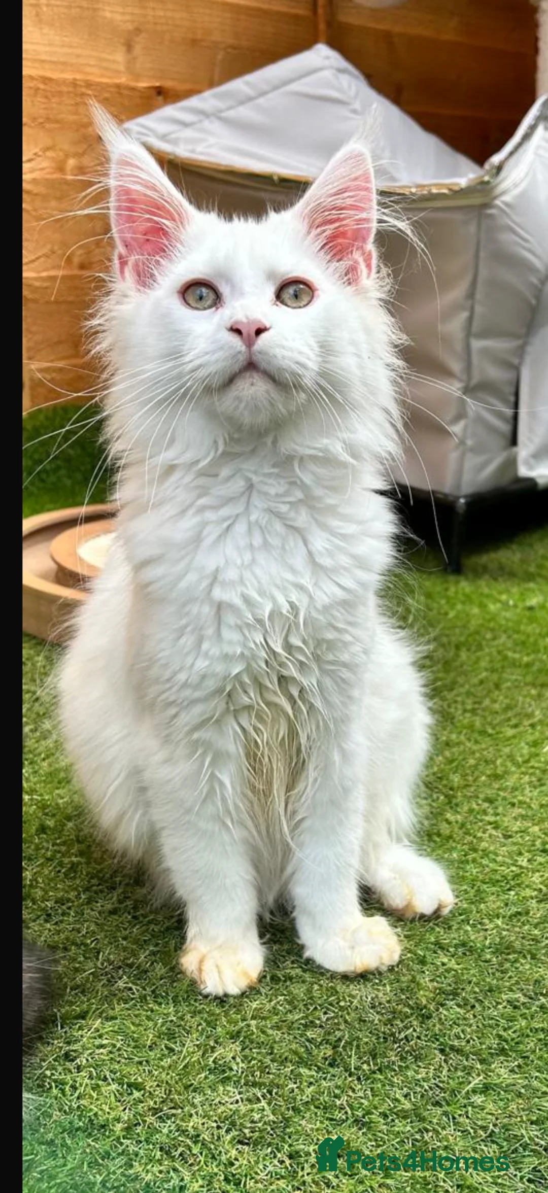 Maine Coon cats for sale: Outstanding pedigree kittens - Advert 2