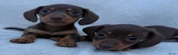 Miniature Dachshund dogs for sale: 3x female miniature dachsunds - Advert 6