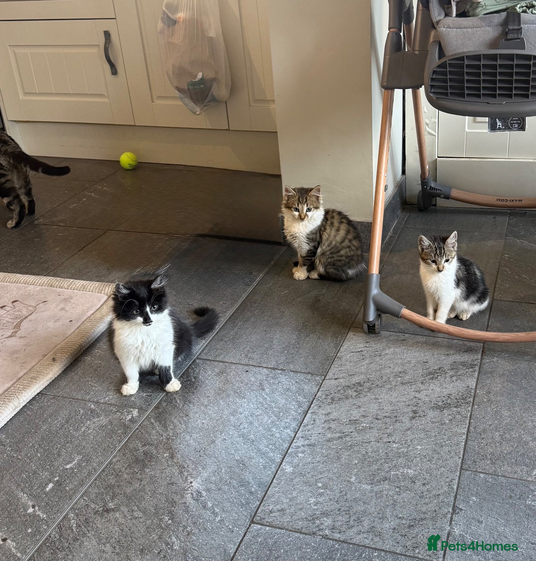 Mixed Breed cats 3 Beautiful Kittens for Sale - Advert 3