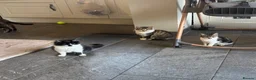 Mixed Breed cats for sale: 3 Beautiful Kittens for Sale - Advert 1