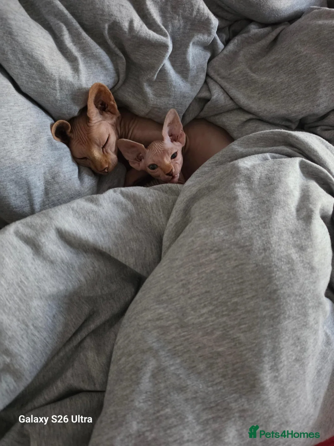 Sphynx cats for sale: Sphynx kittens  - Advert 5