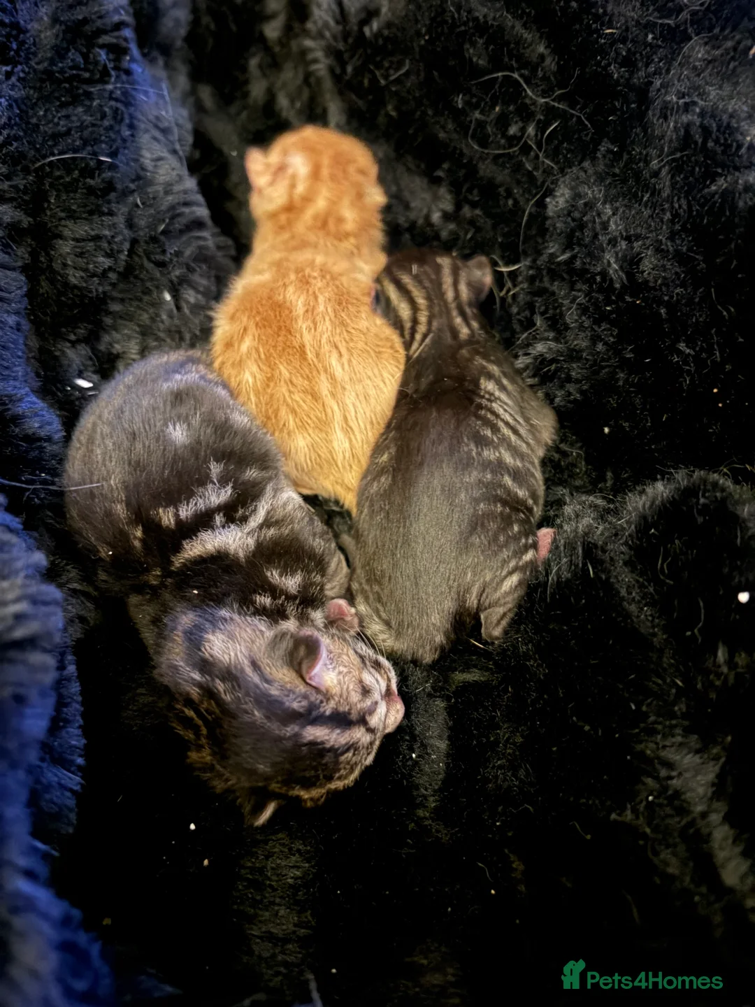 Bengal cats for sale: Bangle Ginger  - Advert 8