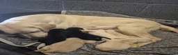 Labrador Retriever dogs for sale: Gorgeous Labrador Retriever Puppies  - Advert 4