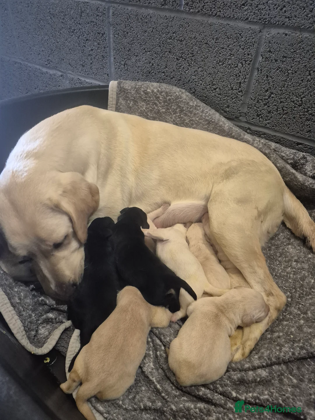 Labrador Retriever dogs for sale: Gorgeous Labrador Retriever Puppies  - Advert 4
