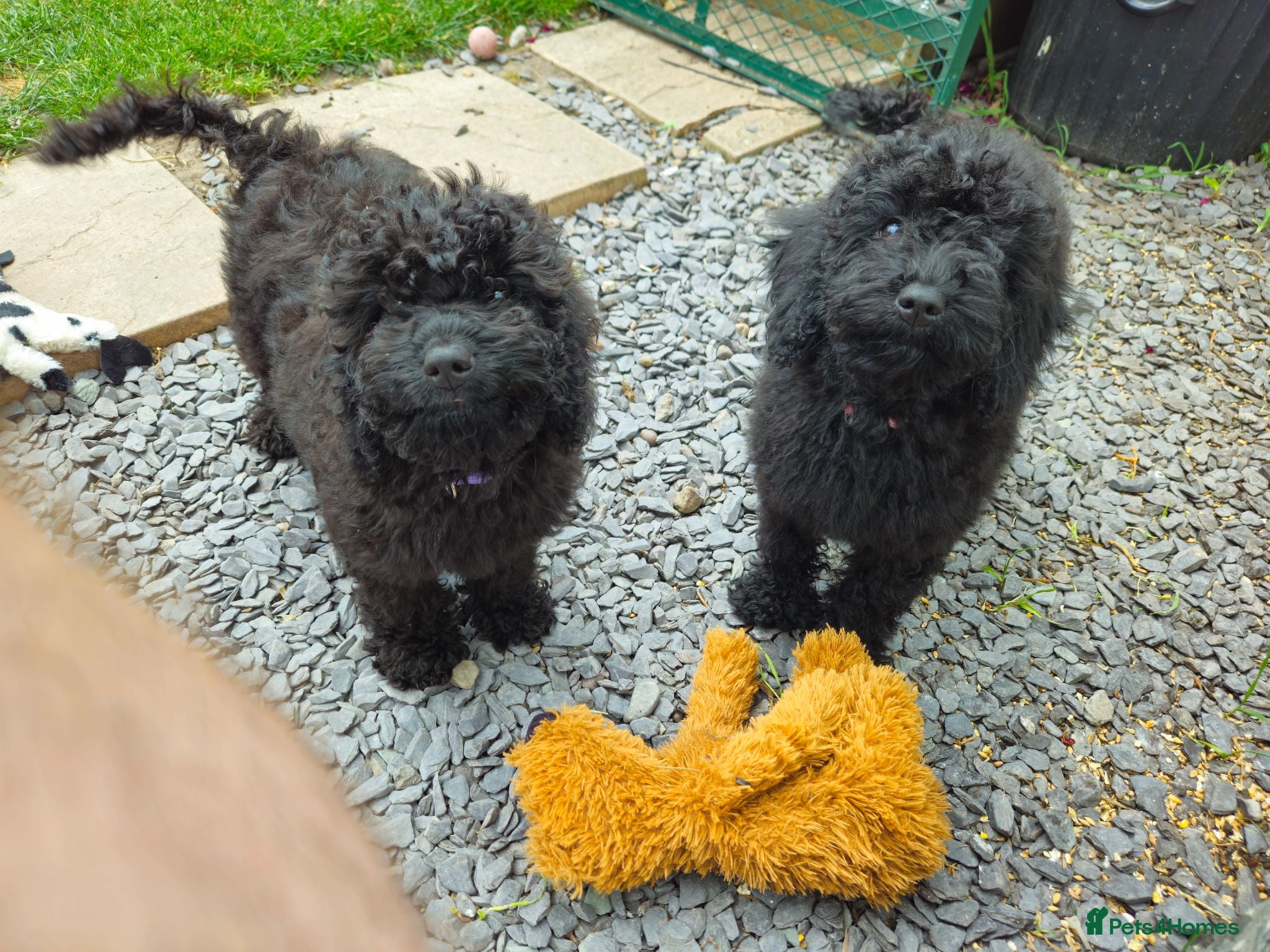 Cockapoo dogs for sale: Cockapoo F2  2x Girls Left - Advert 1