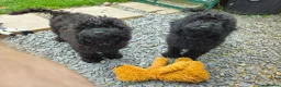 Cockapoo dogs for sale: Cockapoo F2  2x Girls Left - Advert 1